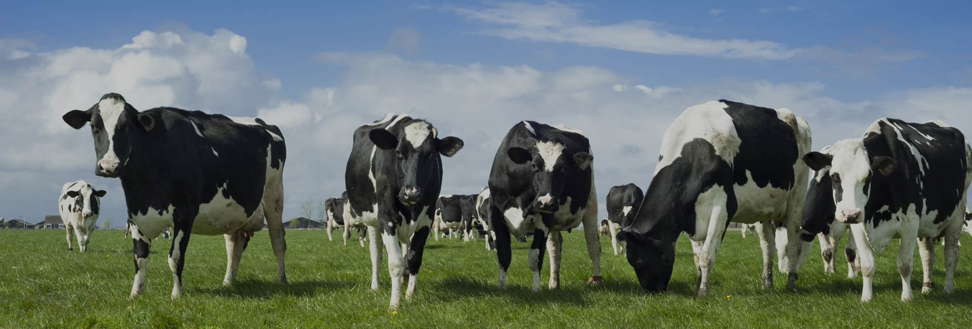 World Leaders in Bolus Technology