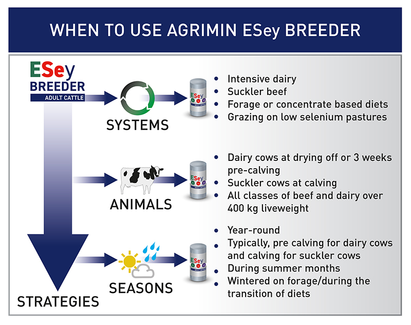 Beef Cattle ESey BREEDER ADULT CATTLE